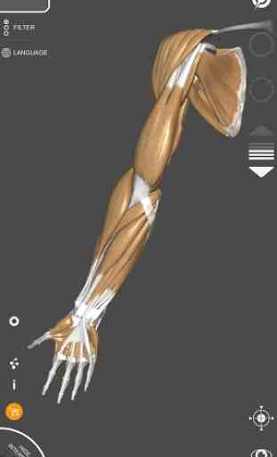 3D-Anatomie für den Künstler 3