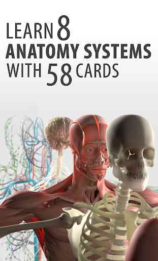 Anatomie -Flash-Karten 1