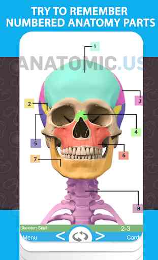 Anatomie -Flash-Karten 2
