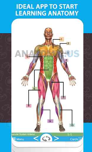 Anatomie -Flash-Karten 4