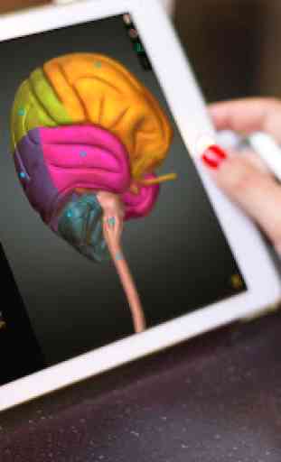 Anatomy Learning - 3D Online Anatomy Atlas 2