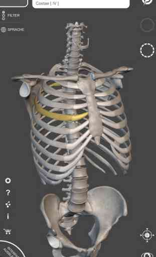 Skelett | 3D Anatomie 1