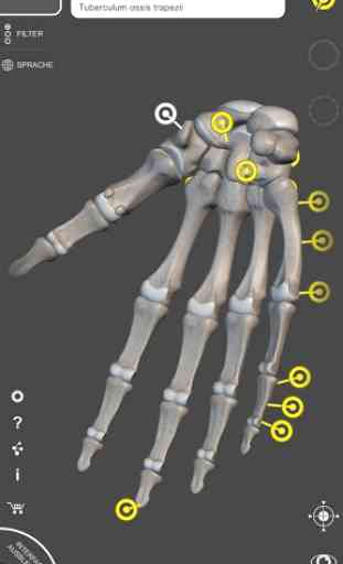 Skelett | 3D Anatomie 2