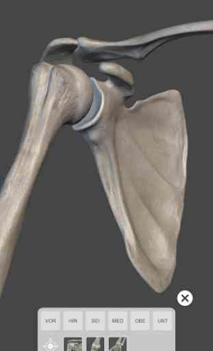 Skelett | 3D Anatomie 4