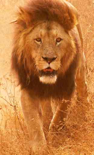 Lions HD Wallpaper 3
