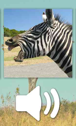 Wilde Tier Spiele kostenlos: Zoo Puzzle deutsch 4