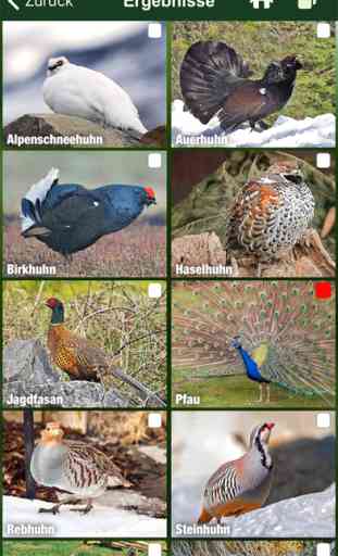 Alle Vögel Österreich - Bestimmen, Identifizieren 2