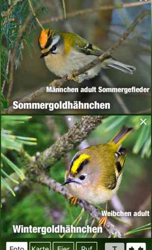 Alle Vögel Österreich - Bestimmen, Identifizieren 3