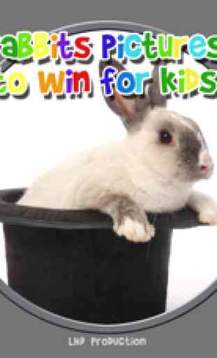 Bilder von Kaninchen, um zu gewinnen - kostenlos spielen 1