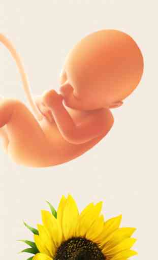 Schwangerschafts Baby Kalender 3