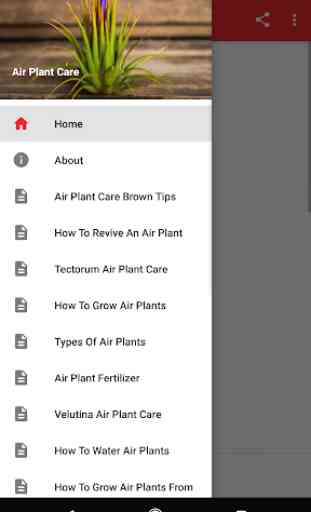 Air Plant Care 1