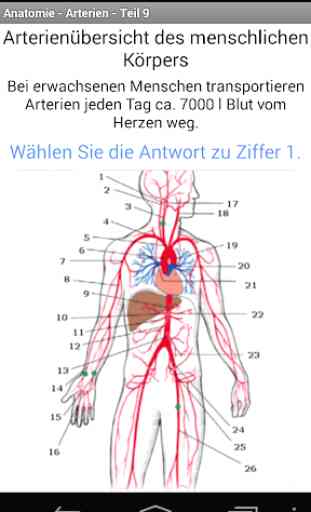 Anatomie - Arterien 2
