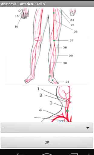 Anatomie - Arterien 3