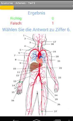 Anatomie - Arterien 4