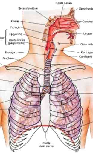 die Anatomie des menschlichen Körpers 4