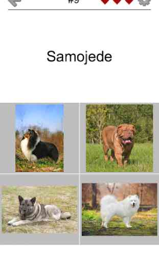 Hunde - Foto-Quiz über alle beliebten Hunderassen 2