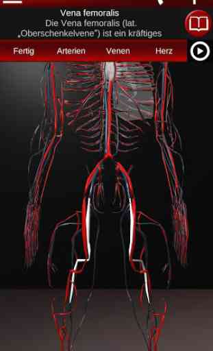 Kreislaufsystem in 3D (Anatomie) 4