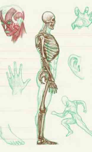 Menschliche Anatomie 1