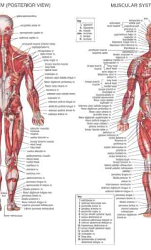 Menschliche Anatomie 2