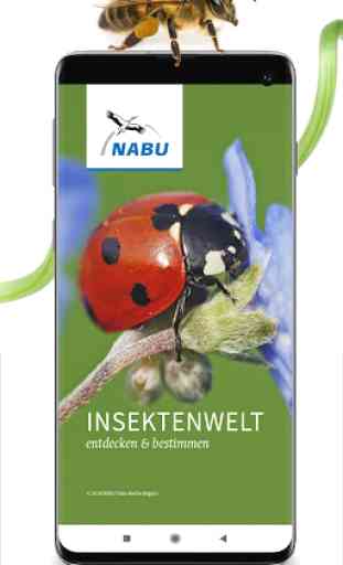 NABU Insektenwelt - Insekten Entdecken & Bestimmen 1