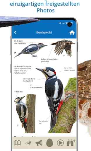 NABU Vogelwelt - Vögel Entdecken und Bestimmen 3