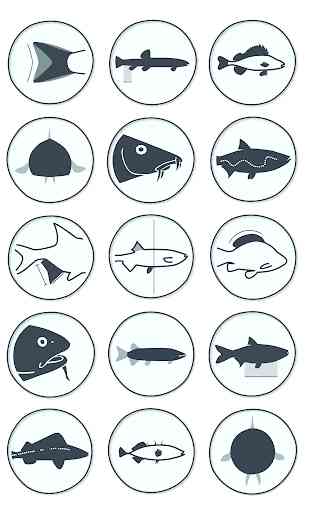Fisch Identifikation 4
