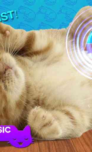 Music for Sleep Cat Simulator 2