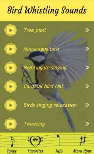 Vogel Pfeifgeräusche Klänge 2