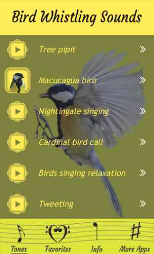Vogel Pfeifgeräusche Klänge 3