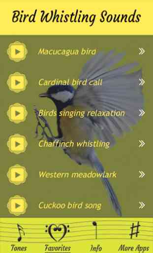 Vogel Pfeifgeräusche Klänge 4