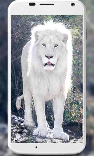White Lion Wallpapers 1