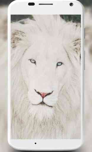 White Lion Wallpapers 2