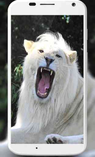 White Lion Wallpapers 3
