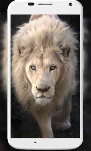 White Lion Wallpapers 4