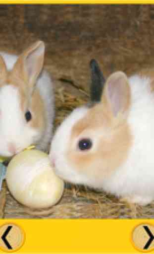 schöne Kaninchen für alle Kinder - kostenlos spielen 4