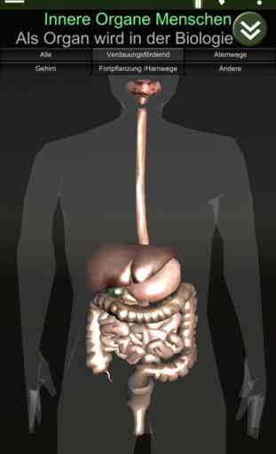 Inneren Organe 3D (Anatomie) 2