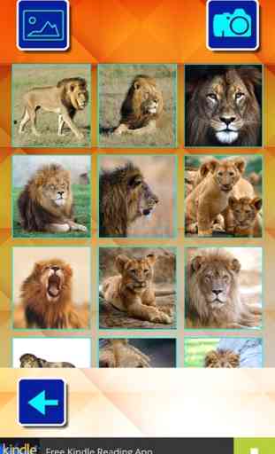 Lions und Big Cats - Puzzle Slide 2