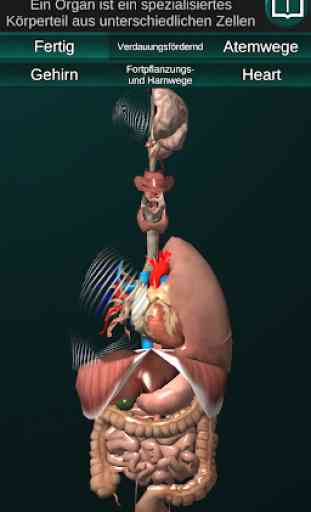 Inneren Organe 3D (Anatomie) 1