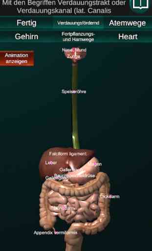 Inneren Organe 3D (Anatomie) 4
