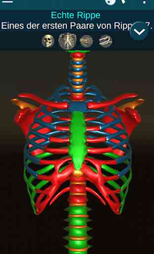 Osseous System 3D (Anatomie) 2