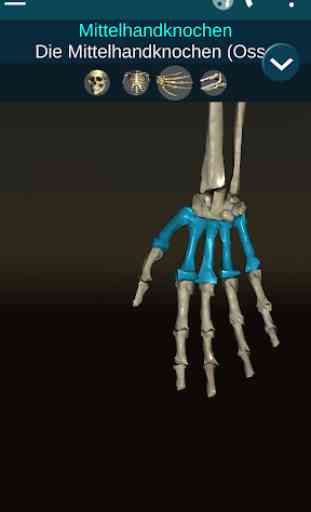 Osseous System 3D (Anatomie) 3